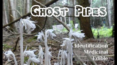 Ghost pipes have several medicinal benefits. . Ghost pipe look alikes